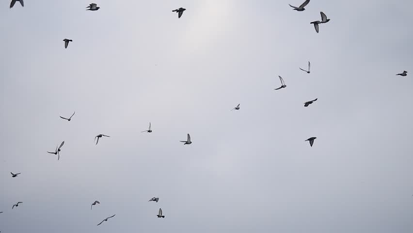birds circling in the sky, a flock of crows
