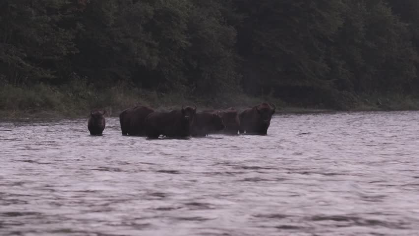 Bison in the river, night