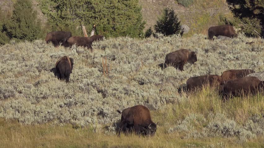 American bison in the Lamar valley, Yellowstone National Park, Wyoming, USA
