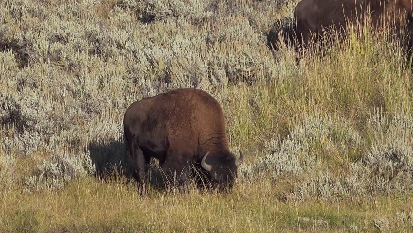 American bison in the Lamar valley, Yellowstone National Park, Wyoming, USA
