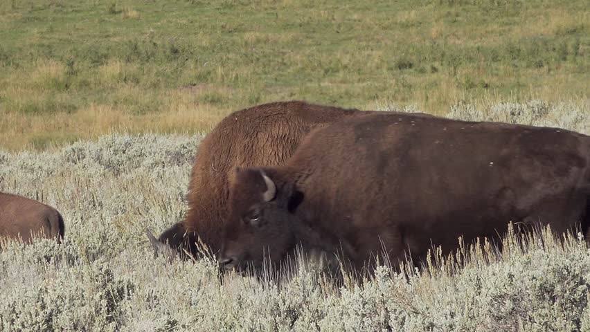 American bison in the Lamar valley, Yellowstone National Park, Wyoming, USA