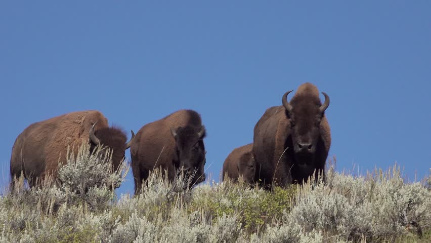 Herd of American buffalo in the Lamar valley, Yellowstone National Park, Wyoming, USA