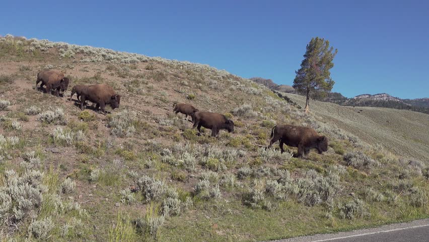 American bison descend a ridge in the Lamar valley, Yellowstone National Park, Wyoming, USA
