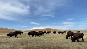 American bison in Custer State Park, South Dakota, USA, tracking view - Powered by Shutterstock - Get 15% off with code: PIKWIZARD15