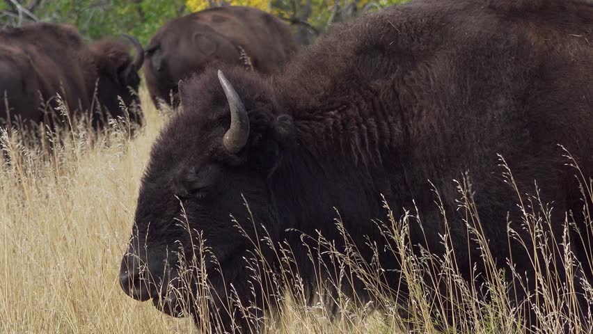 Close up of American bison in Custer State Park, South Dakota, USA Royalty-Free Stock Footage #3404850729