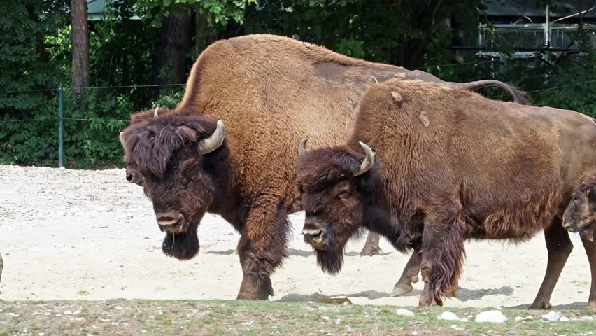 The American bison or simply bison, also commonly known as the American buffalo or simply buffalo, is a North American species of bison that once roamed North America in vast herds.  Royalty-Free Stock Footage #3404850853