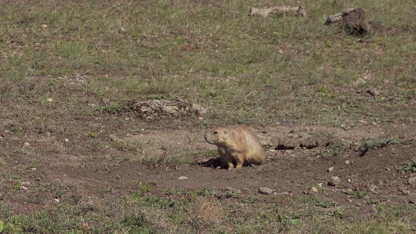 Prairie dog lies flat on ground, Custer State Park, South Dakota, USA