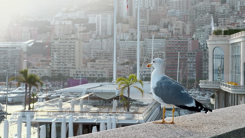 Close-up view of seagull in port Hercules at sunset, huge mega yachts on background, residential complex
