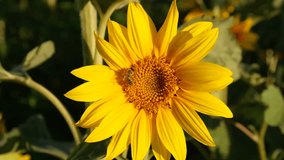 Flower Stock video , Flower, Garden, Agricultural Field, Flowerbed, Summer
