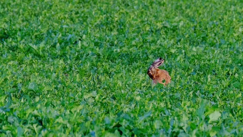 valuable game animal grazing on a green lawn, mammal hare of the lagomorph order, Lepus europaeus eats young rapeseed plants, concept of harming agriculture, object of amateur and sport hunting Royalty-Free Stock Footage #3404895425
