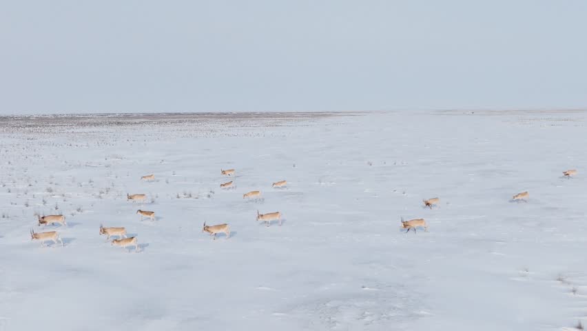 Saigas in winter during the rut. A herd of Saiga antelope or Saiga tatarica running in snow - covered steppe in winter. Antelope migration in winter. Walking with wild animals, slow motion video. Royalty-Free Stock Footage #3404930013