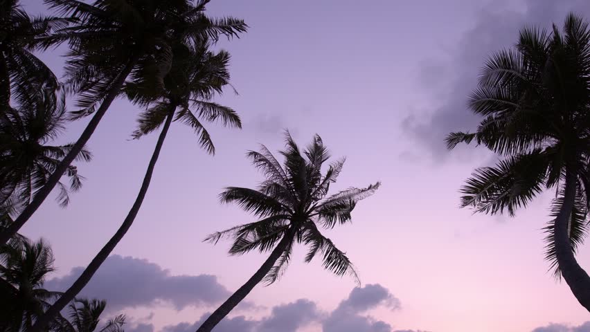 Royalty-free Silhouette of Palm Trees against Pinky Dusk Sky ...