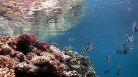 Underwater marine nature on background of beautiful lagoon of Red sea. Relax video.