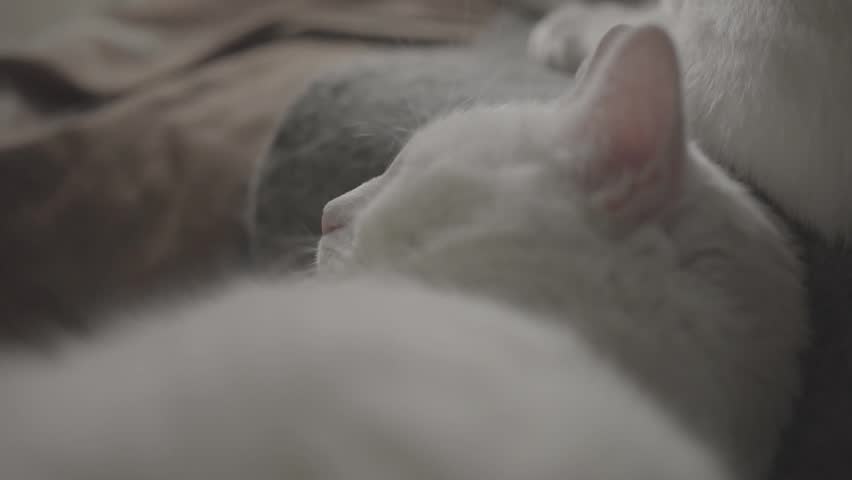 A sleeping cat may exhibit subtle movements, indicating that it is traversing dreamland. Paws may twitch, and the tail might flicker as the cat embarks on imaginary adventures or playful encounters wi Royalty-Free Stock Footage #3405087395