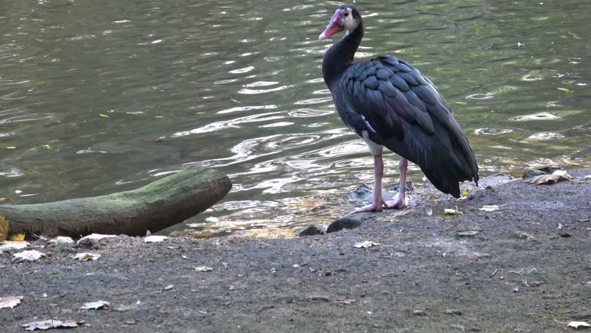 Spur-winged goose (Plectropterus gambensis) and standing on ground