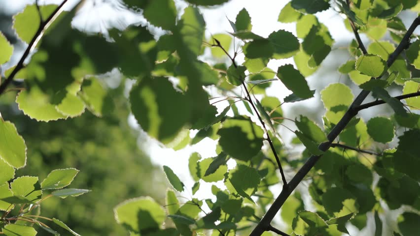 Close-up of an leaf of fruit tree in the forest on summer, warm sun rays through the leaves, slow motion.