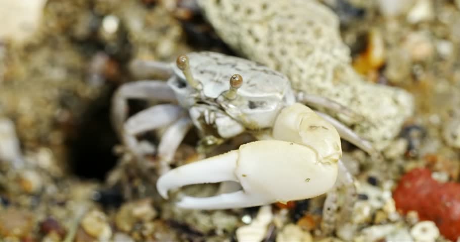 The Uca arcuata, also known as the fiddler crab, is a distinctive crab species recognized for its asymmetrical, violin-shaped claws. These crabs are common inhabitants of salt marshes, intertidal zone Royalty-Free Stock Footage #3405124291