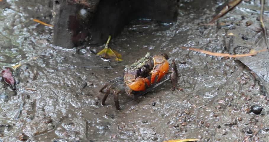 The Uca arcuata, also known as the fiddler crab, is a distinctive crab species recognized for its asymmetrical, violin-shaped claws. These crabs are common inhabitants of salt marshes, intertidal zone