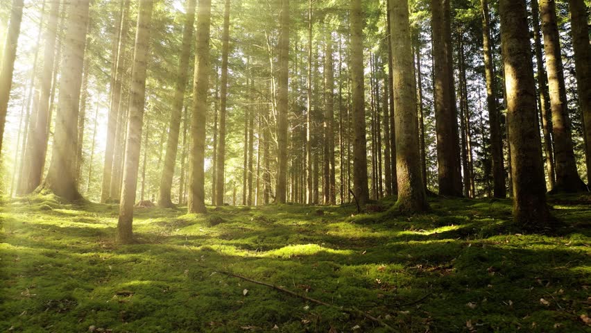 Flying through magical sun rays shining in beautiful fresh green forest nature landscape.	
