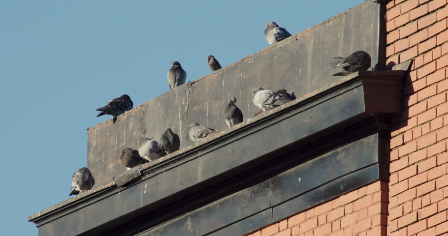 Group of Pigeons on Harlem NYC Rooftop Royalty-Free Stock Footage #3405164877