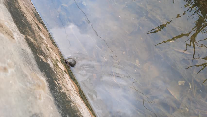A rice snail is sticking to the wall of a ditch near a rice field