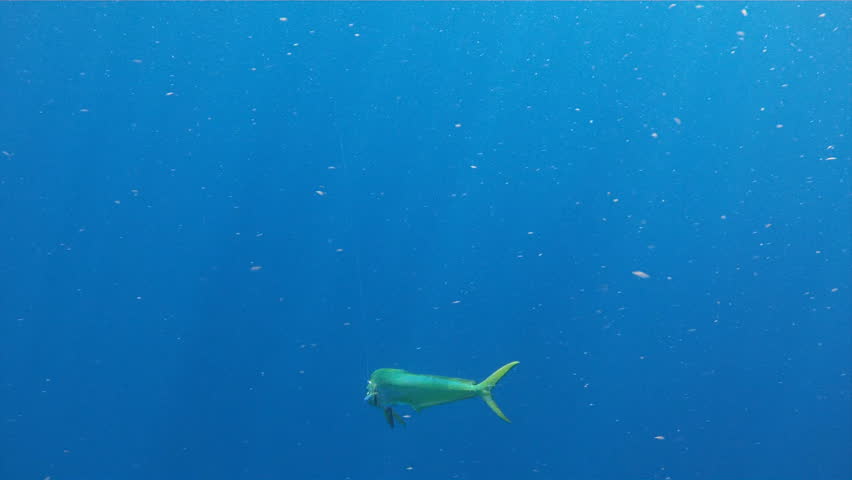 Dolphin Fish in Florida Keys