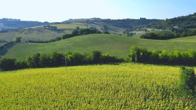 Serene aerial pullback from Belmonte Piceno in the Fermo province of Marche region (Italy) with extensive sunflower cultivation, green trees, smooth carpet-like hills, sunlight permeating landscapes - Powered by Shutterstock - Get 15% off with code: PIKWIZARD15