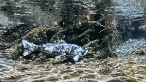 Close-up video of Biwa Trout (Oncorhynchus rhodurus) near Lake Biwa, Japan, filmed underwater in natural light, showcasing the trout in the vulnerable post-spawning phase of its lifecycle.