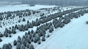 Snow-dusted Christmas tree farm with rows of coniferous trees. Aerial view of all terrain vehicle driving on snowy path in farm during snow flurries. - Powered by Shutterstock - Get 15% off with code: PIKWIZARD15