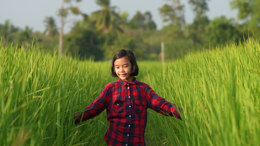 Rice field and child concept, kids or children smile and walk in rice field of countryside or rural, girl child joyful on plantation, happiness of kids farmer funny walking slow motion in rural Royalty-Free Stock Footage #3405241915