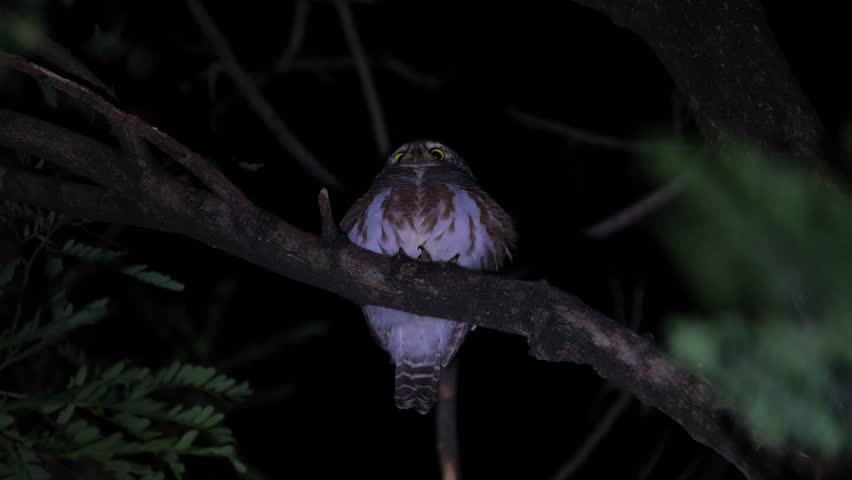 Seen from under as it looks around for it meal in the middle of the night, Asian Barred Owlet Glaucidium cuculoides, Thailand Royalty-Free Stock Footage #3405261023