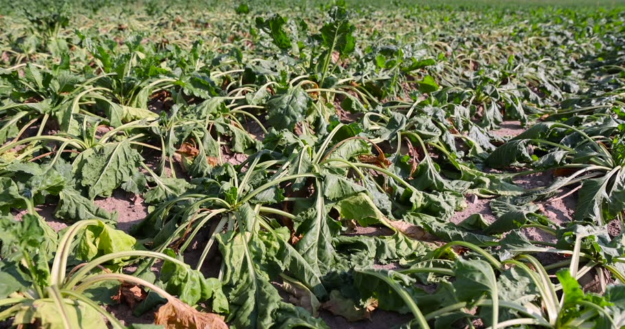 a field with withered beets during heat and drought, a field where the beet crop dries up from the heat and lack of rains in summer Royalty-Free Stock Footage #3405298179