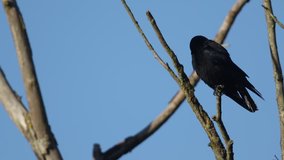 A Carrion Crow (Corvus corone) preening perched on a branch in a tree.