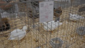 This panning video shows ducks and chickens in cages at a state fair competition display. 