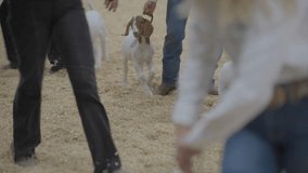 This video shows goats being led by their owners to a judging table.