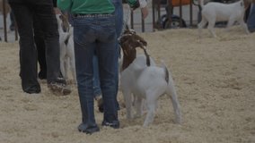 This video shows a rear view of a group of goats being paraded to be judged.
