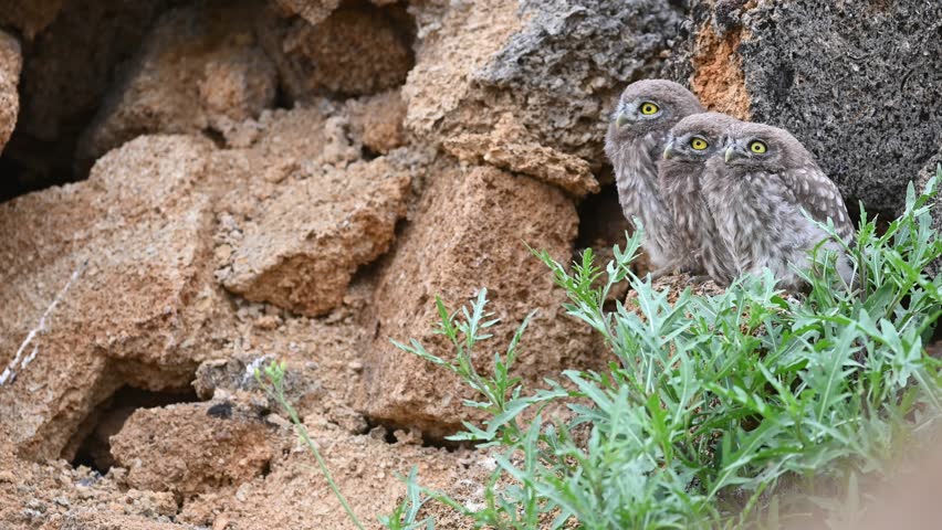 Beautiful three little owl in the wild. Young owls Athena noctua. Sounds of nature. Royalty-Free Stock Footage #3405451695