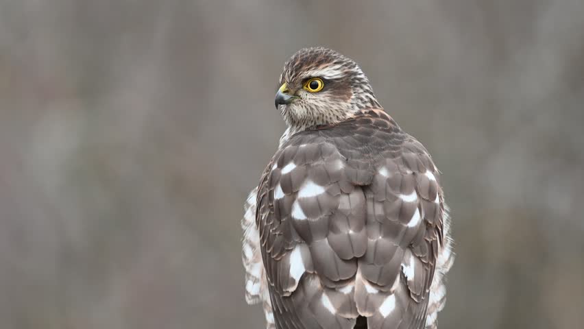 Eurasian sparrowhawk Accipiter nisus. A bird in the forest sits on a stick and looks around, cleaning its feathers. Close up.