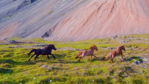 Majestic Aerial Flight Over Horses Running In Slow Motion Through Mountain Farm Land Beautiful Iceland Mountains Background Wild Force Spirituality Exploration