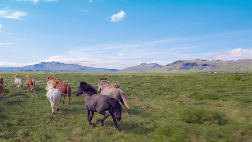Aerial Flyover Over Wild Horses Running Slow Motion Through Meadow Iceland Summer Colors Freedom Liberty Travel Destination | Shutterstock HD Video #34054537