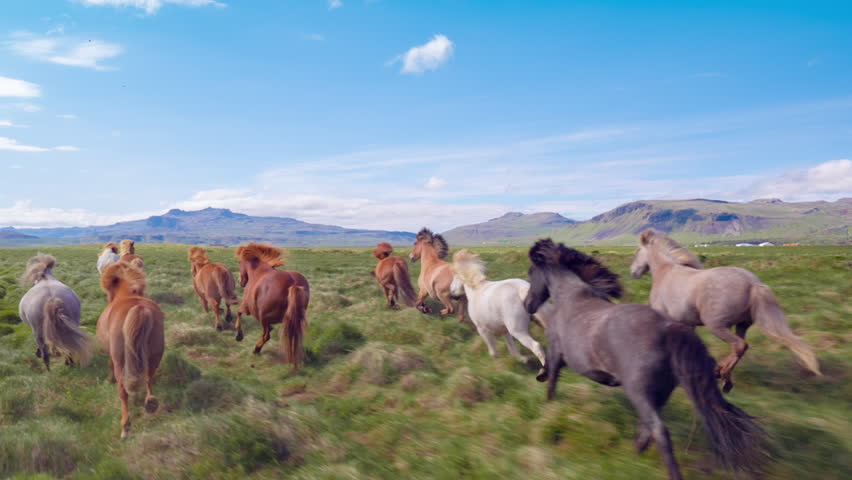 Aerial Flyover Over Wild Horses Running Slow Motion Through Meadow Iceland Summer Colors Freedom Liberty Travel Destination | Shutterstock HD Video #34054537