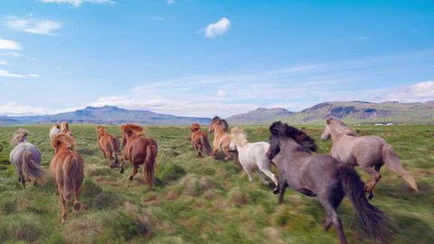 Aerial Flyover Over Wild Horses Running Slow Motion Through Meadow Iceland Summer Colors Freedom Liberty Travel Destination