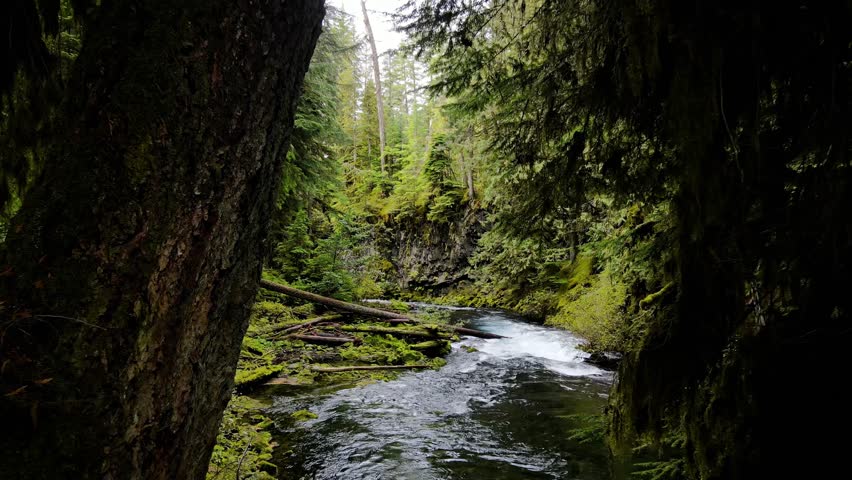 Aerial shot of the lush forest and moss covered rocks along the McKenzie River in Oregon.