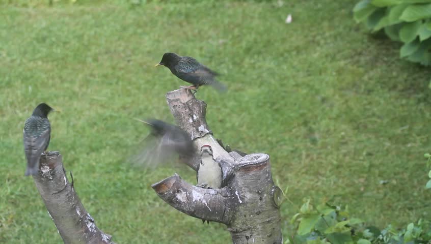 An aggressive juvenile Great spotted Woodpecker (Dendrocopos major) chasing of the Starlings that land on the tree stump.
