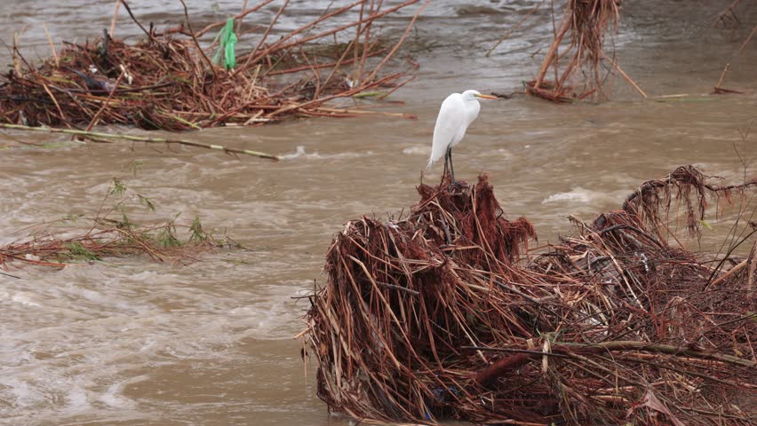 Snowy Egret looking for food along the edge of a flooded Los Angeles River after several days of rain.