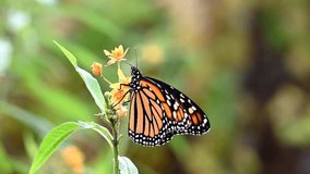 4K HD video of one monarch butterfly on yellow milkweed flowers, opening and closing wings practicing flying prior to taking off for first flight after emerging from chrysalis.