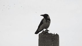 single crow perched atop a stone pillar against a blank, overcast sky. The crow's black feathers contrast with the light grey background, highlighting its sleek form and the sheen of its plumage.