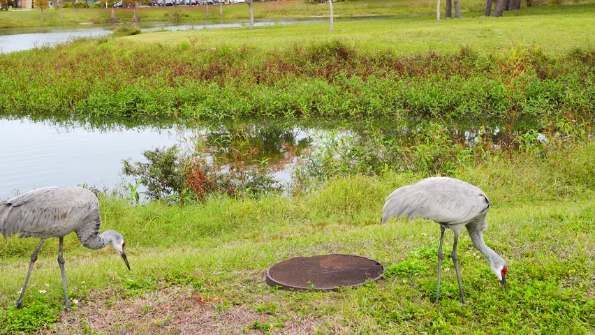 sandhill crane couple are looking for food in grass