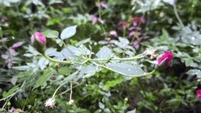 A short scene of a rose branch about to bloom under the falling rain, day scene, garden
