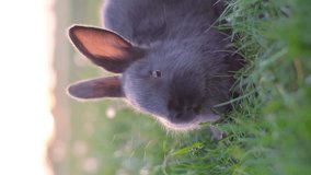 Vertical video, black little rabbit sitting in the field. Vertical video